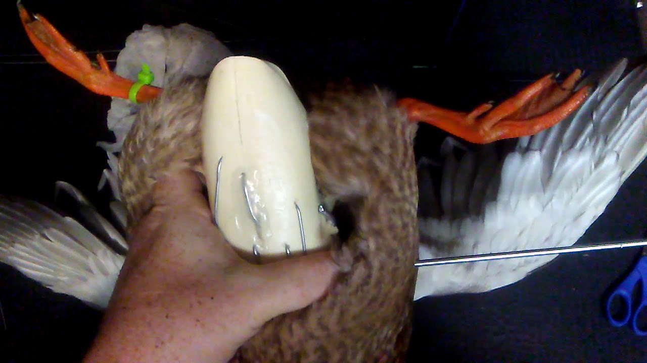 AAR TAXIDERMY: Support Wire For Flying Mexican Duck Mount Bird Please 👍