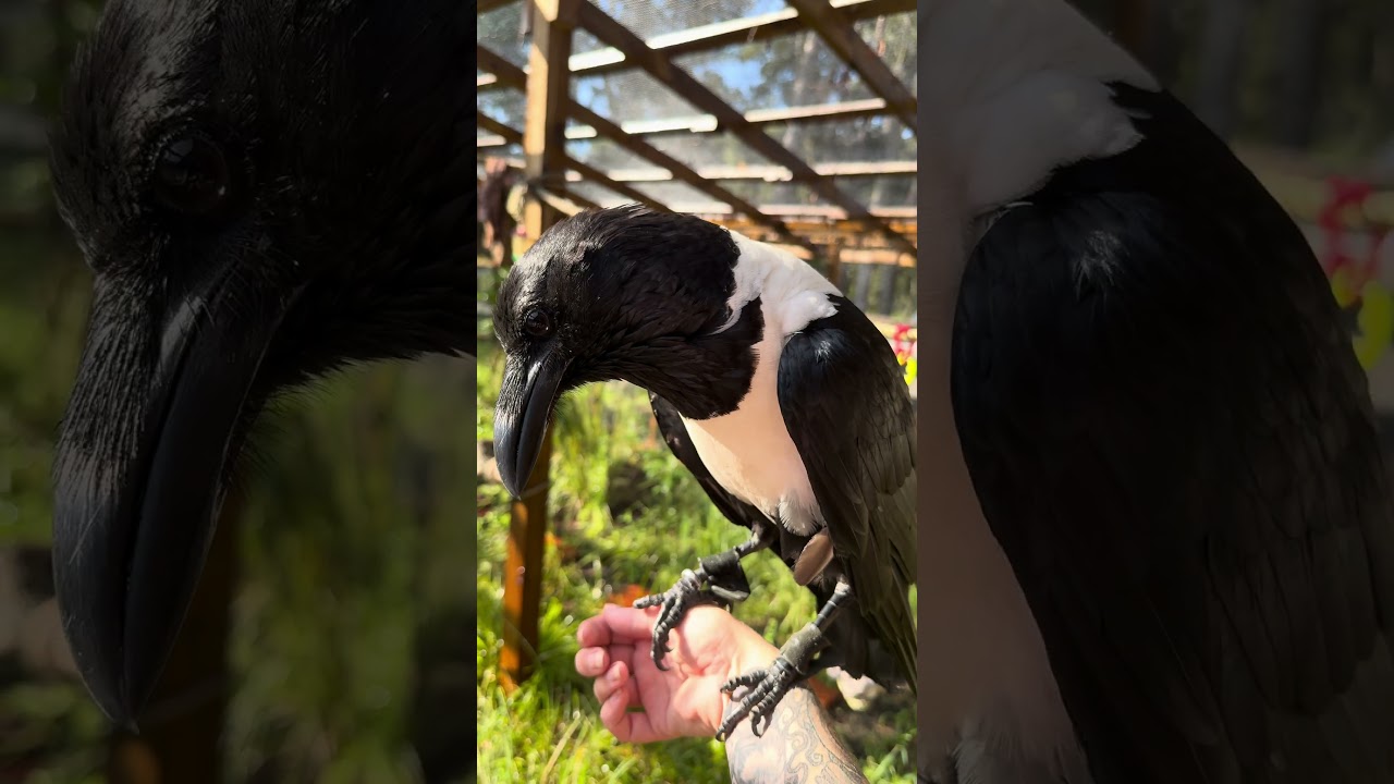 POV: Crow Checking For Hidden Snacks