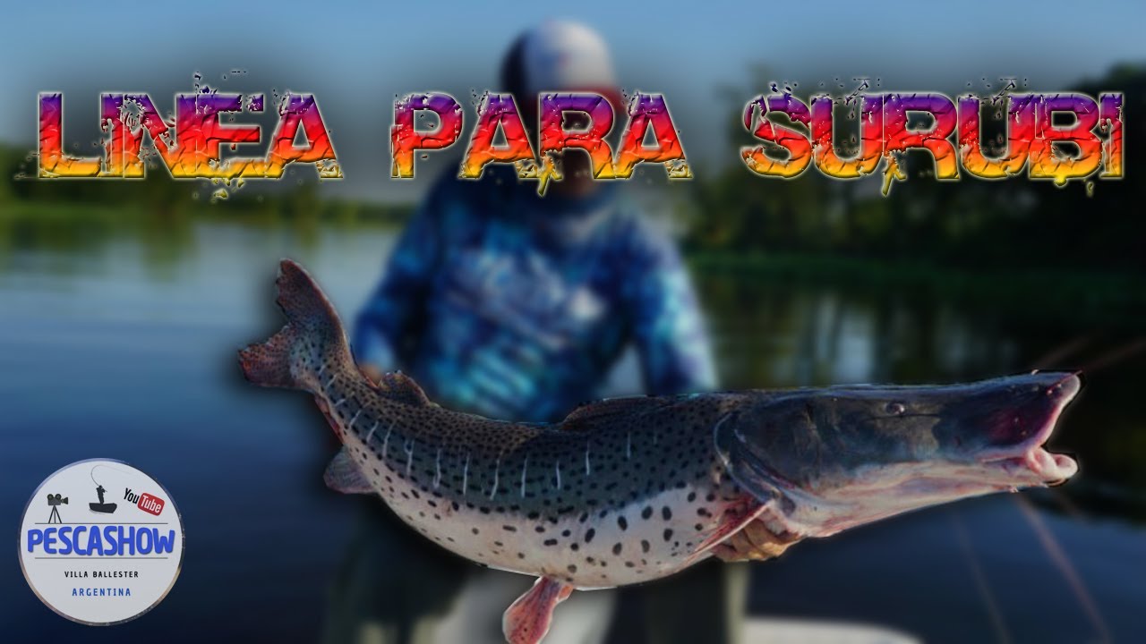 🎣 LINEA PARA SURUBI 🎣 También sirve para DORADO y PATY 💪🏼