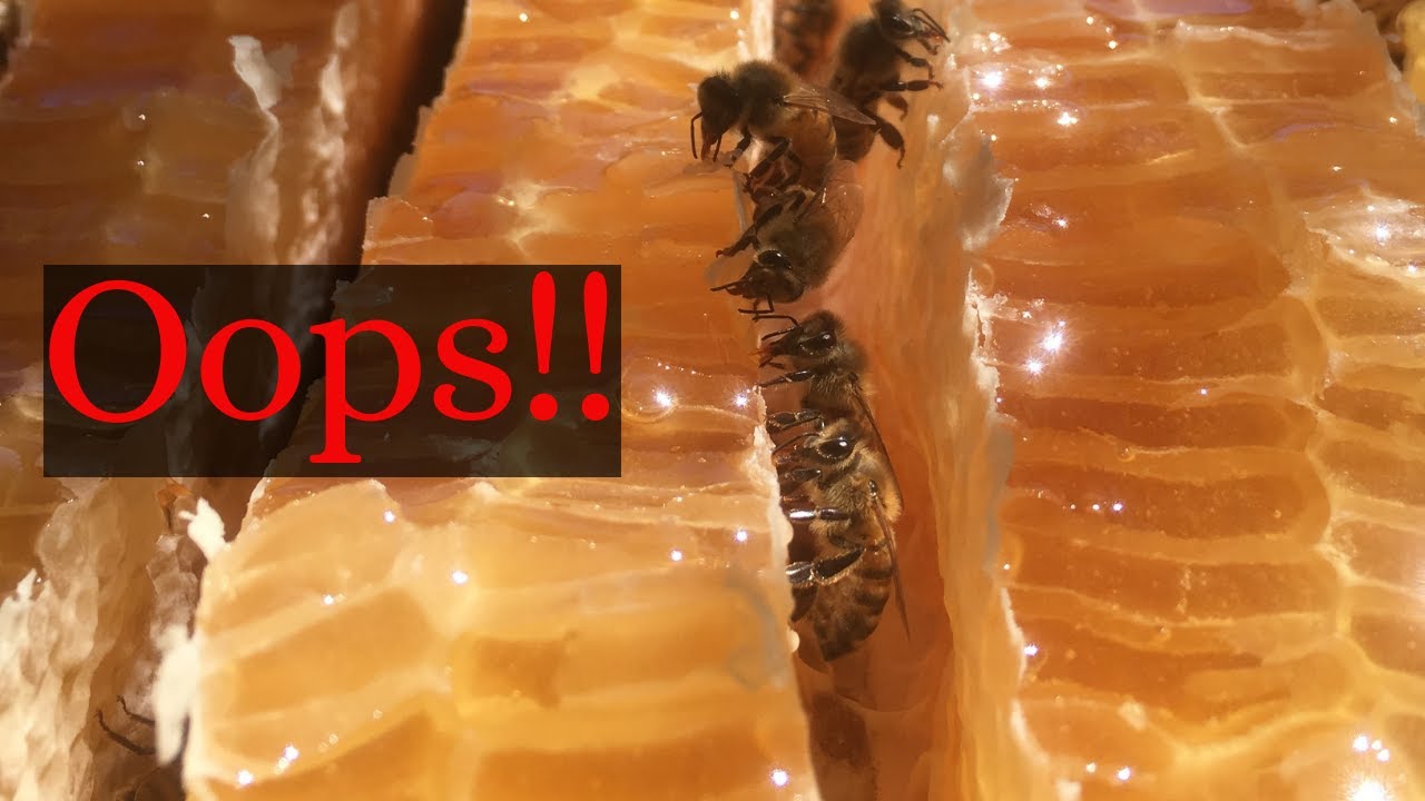 Epic burr comb in the hives!