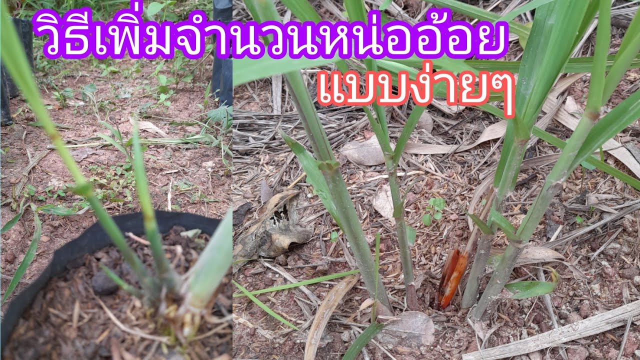 วิธีเพิ่มจำนวนหน่ออ้อยให้กอใหญ่ลำเยอะ แบบง่ายๆ