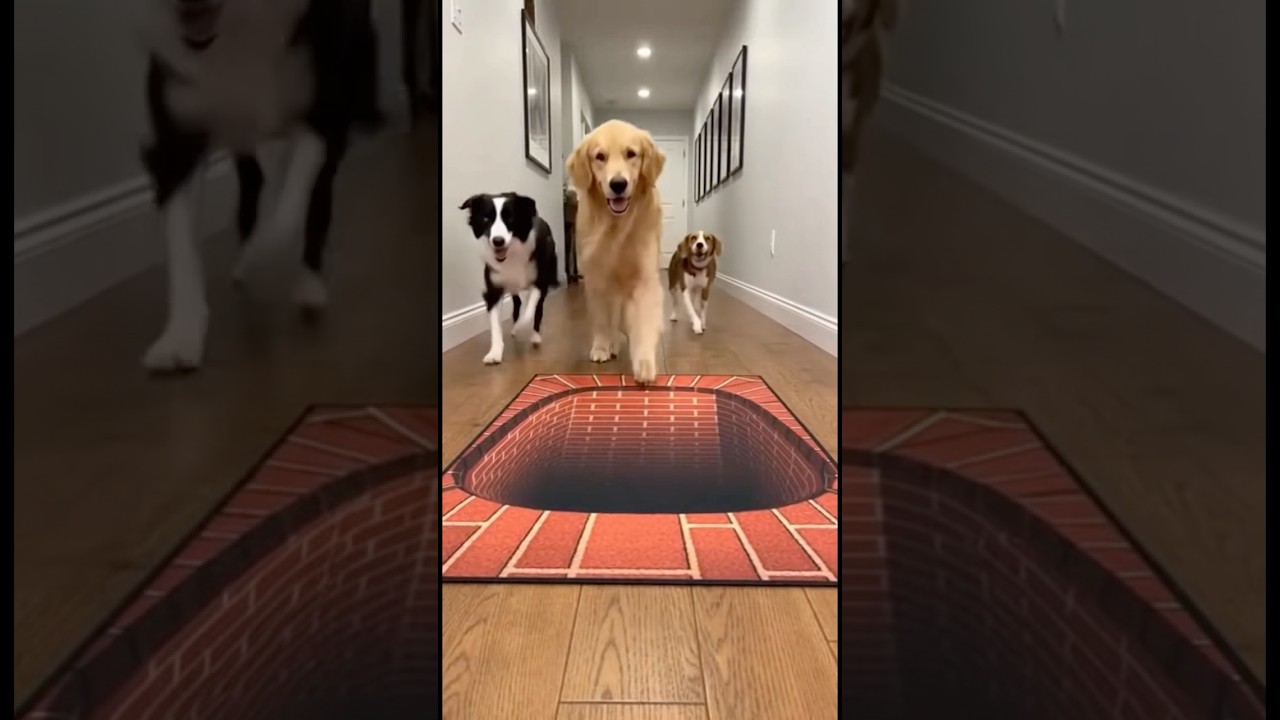 Ultra-Realistic Floor Illusion Terrifies Dogs — Must Watch! 