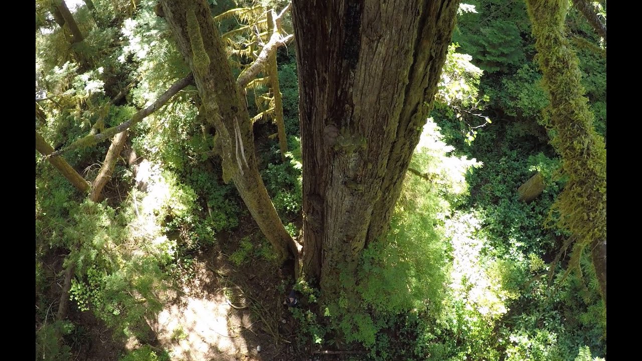 Save the Central Walbran Valley! (Drone Footage) - Canada's Grandest Ancient Forest at Risk