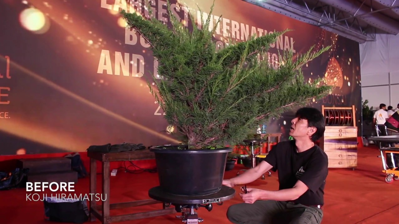 Bonsai demo by Koji Hiramatsu
