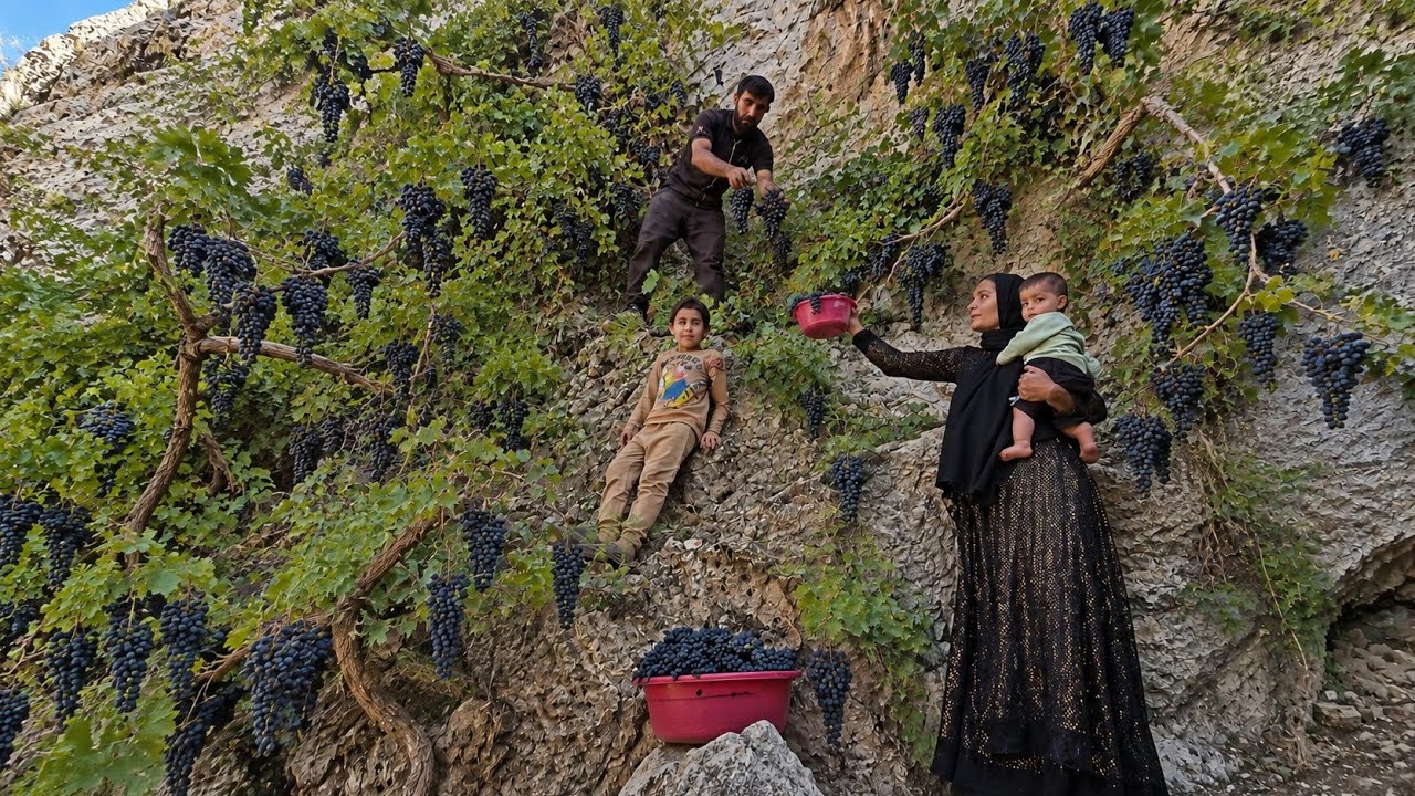 Real Nomadic Cave Life in Iran&rsquo;s Zagros Mountains | Harvesting Wild Grapes