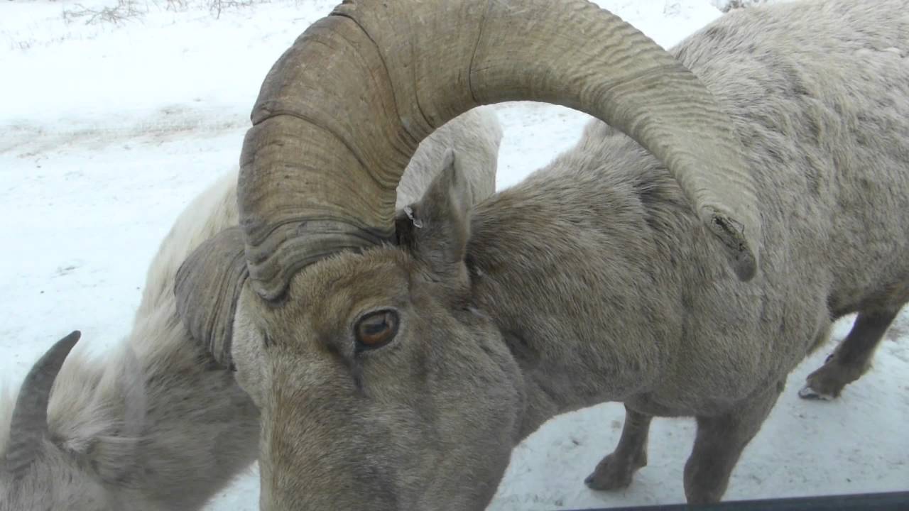 JACKSON HOLE ELK REFUGE
