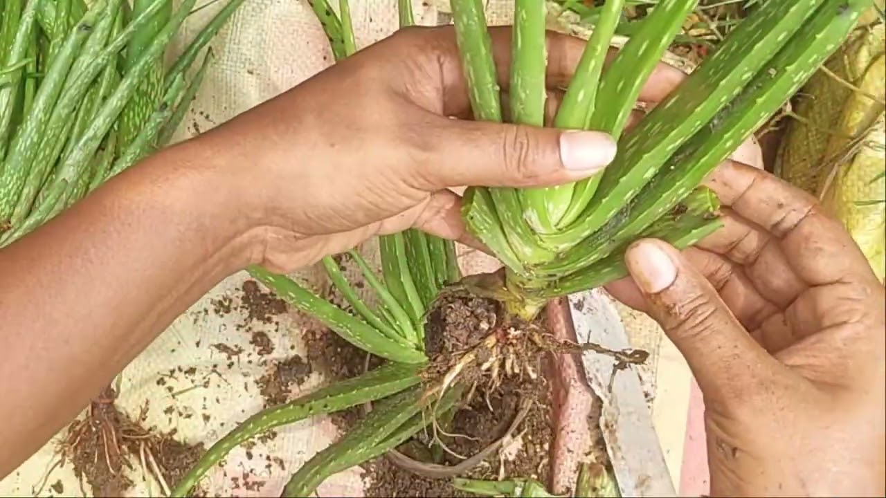 aloe vera chara ropon। aloe vera chas । অল্প দিনে একটি গাছ থেকেই হবে এতো চারা। এলোভেরার চারা তৈরি।