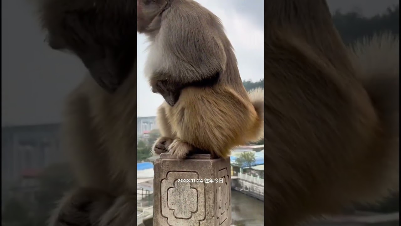 #monkey running