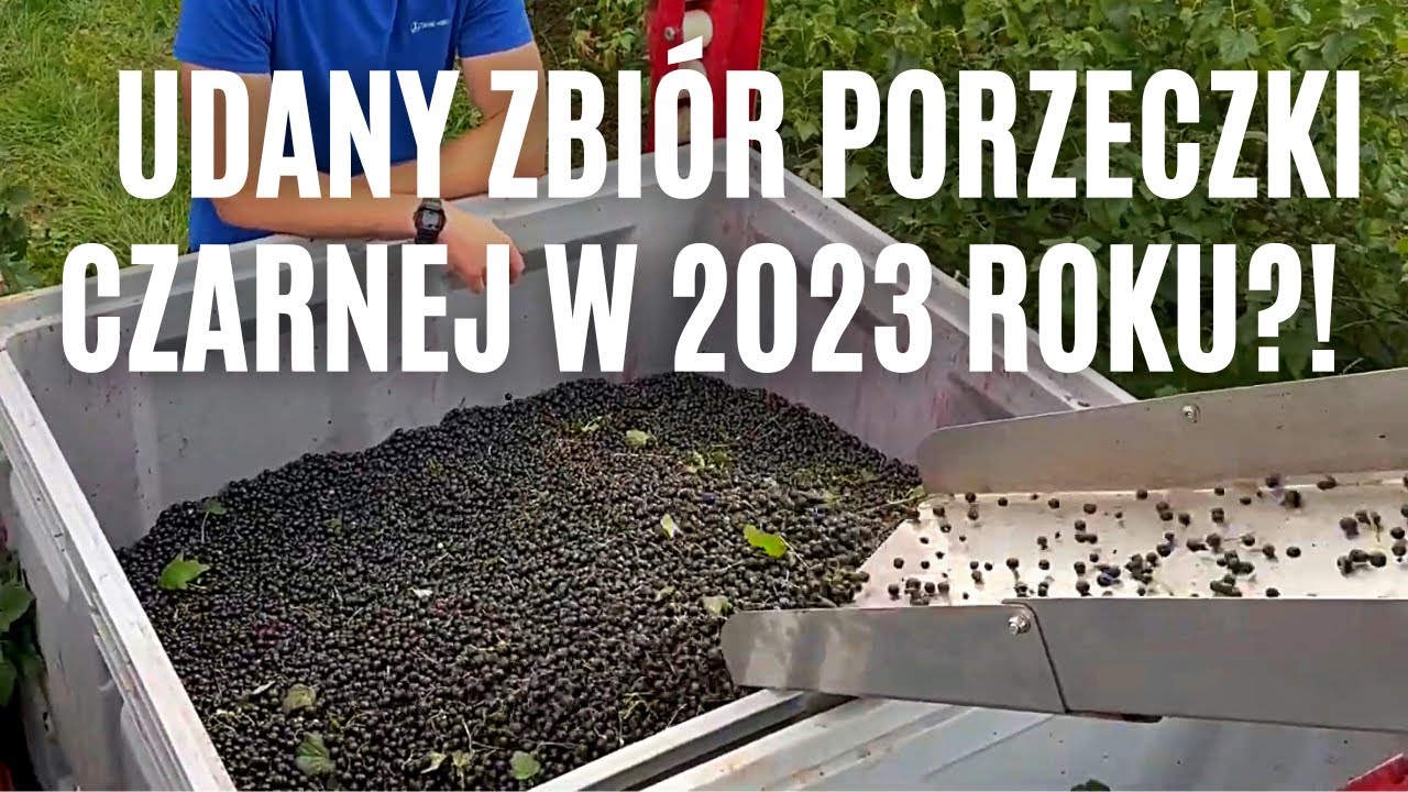 Udany zbiór porzeczki czarnej w 2023 roku?! Owszem, w tym gospodarstwie nie narzekają.