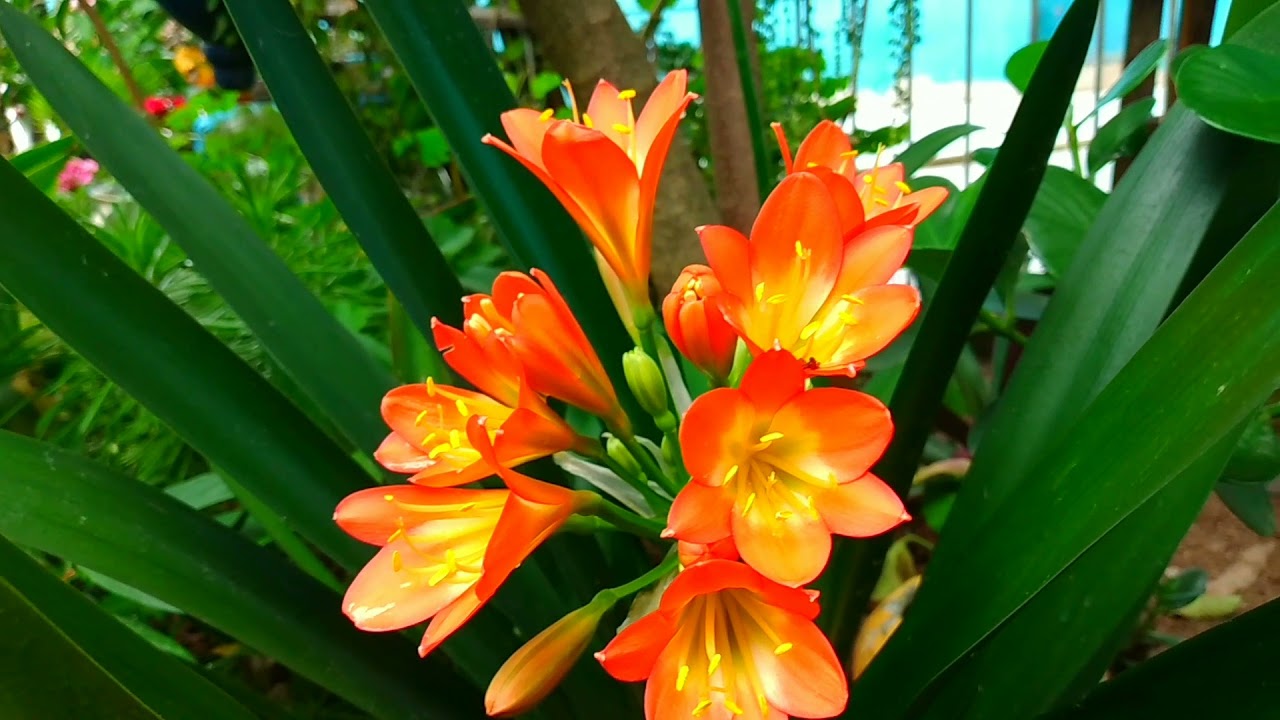 Quem foi que disse que clivia só floresce uma vez ao ano? Na natureza nada é exato.