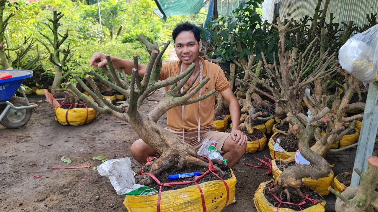 Phôi mai vàng to đẹp ngày 10/2/2026 | Trí 0363579057