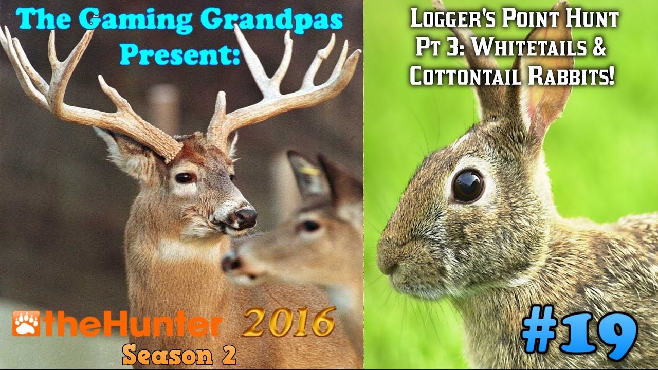 Logger's Point Hunt - Part 3: Whitetails & and Cottontail Rabbits! -  theHunter (2016)