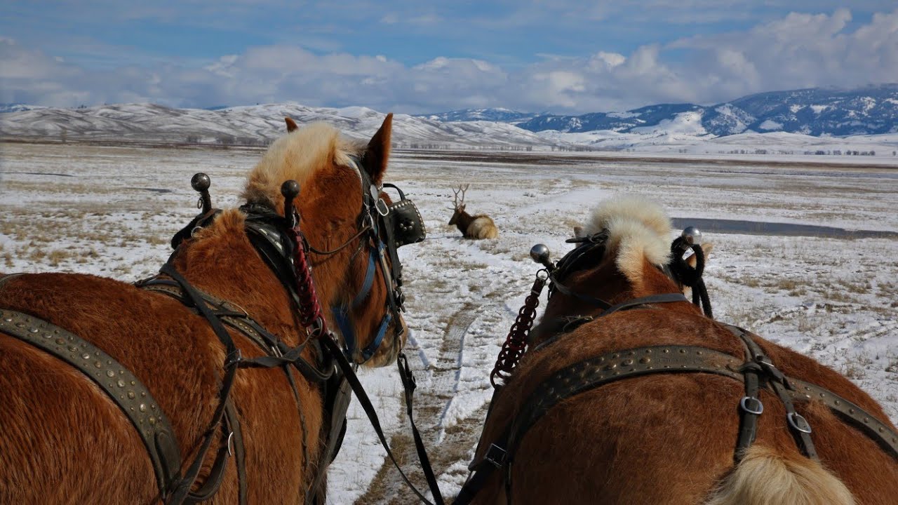 Wyoming National Elk Refuge in Jackson Hole