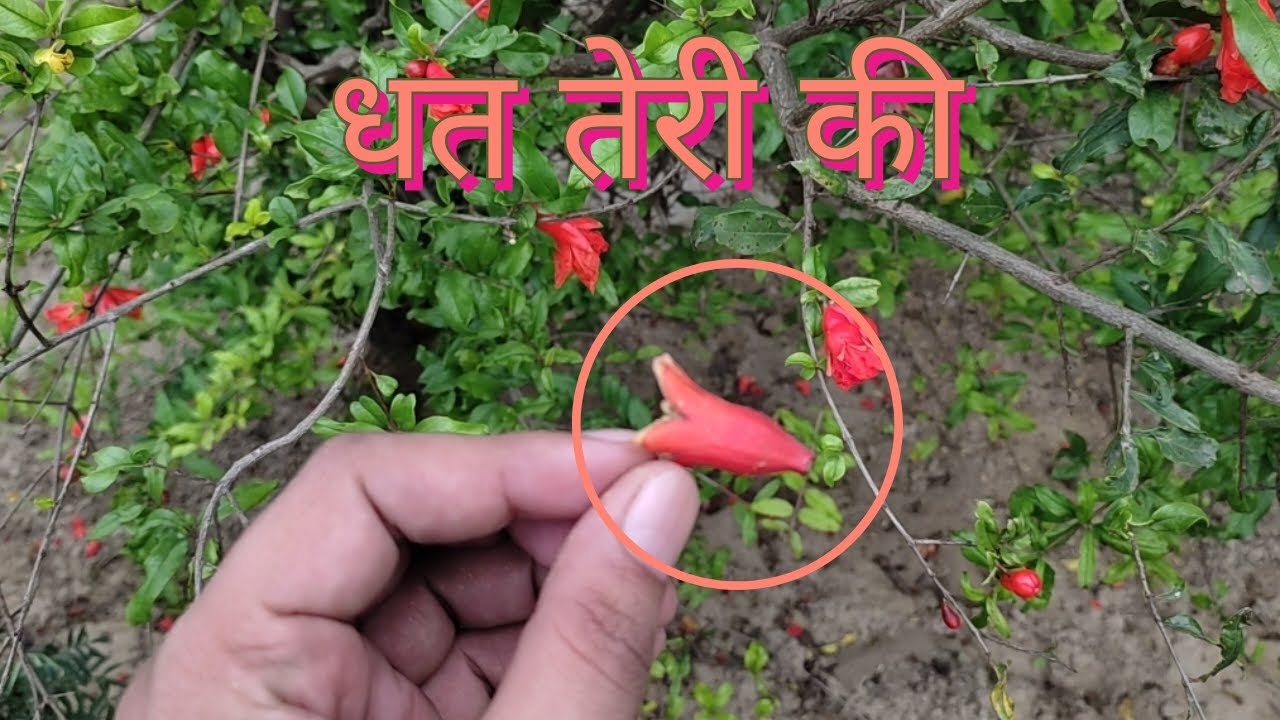 अनार के पौधे में फूल से फल ना बनने कि समस्या का समाधान। Pomegranate Flower Drop Solution