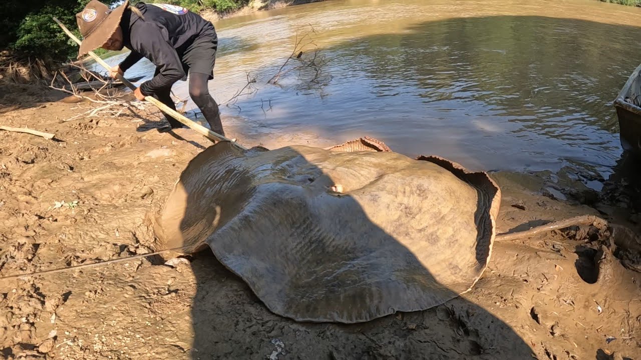 INCREIBLE pesca y liberacion DE MONSTRUO DE RIO la RAYA más grande jamás vista 
