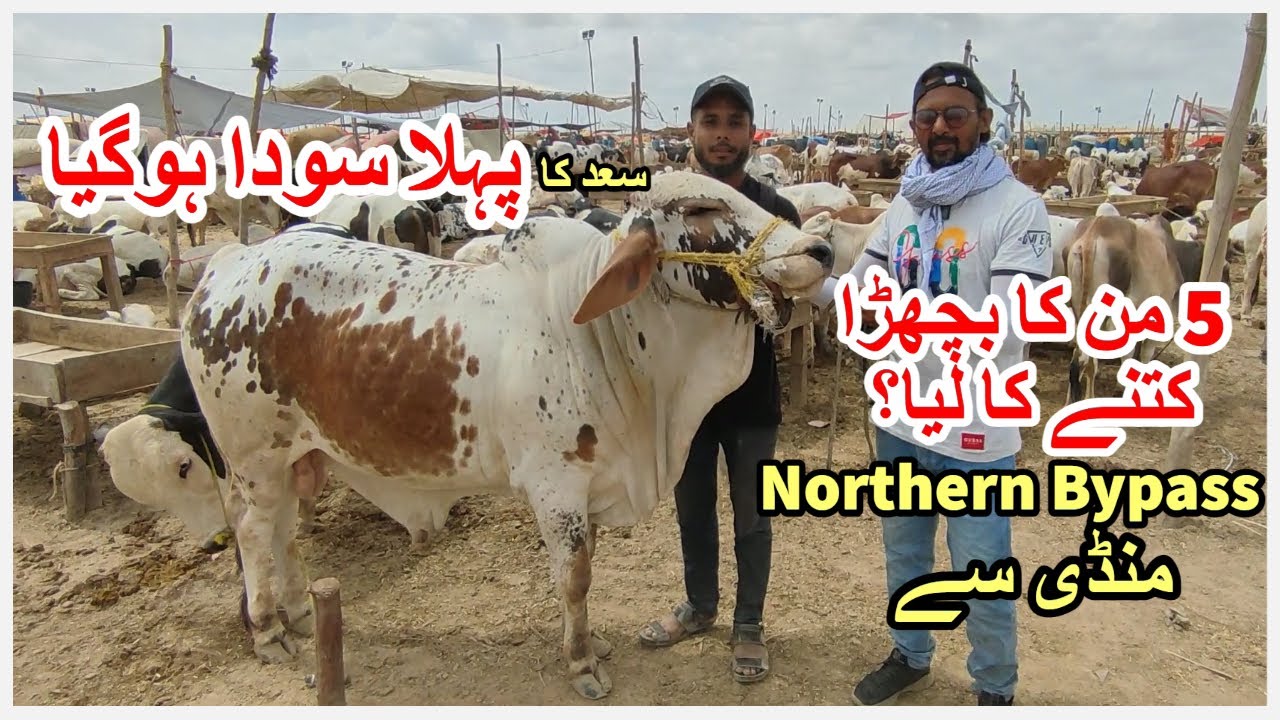 Pehla Soda Hogaya Northern Bypass Mandi 2023