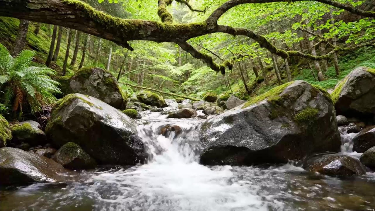 Forest River Ambience with Gentle Water Movement – Yoga and Mindfulness Practice 🌿