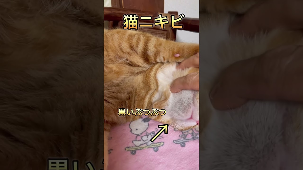 【閲覧注意】猫ニキビ　あごが黒いと気づいたらお早めに動物病院へ