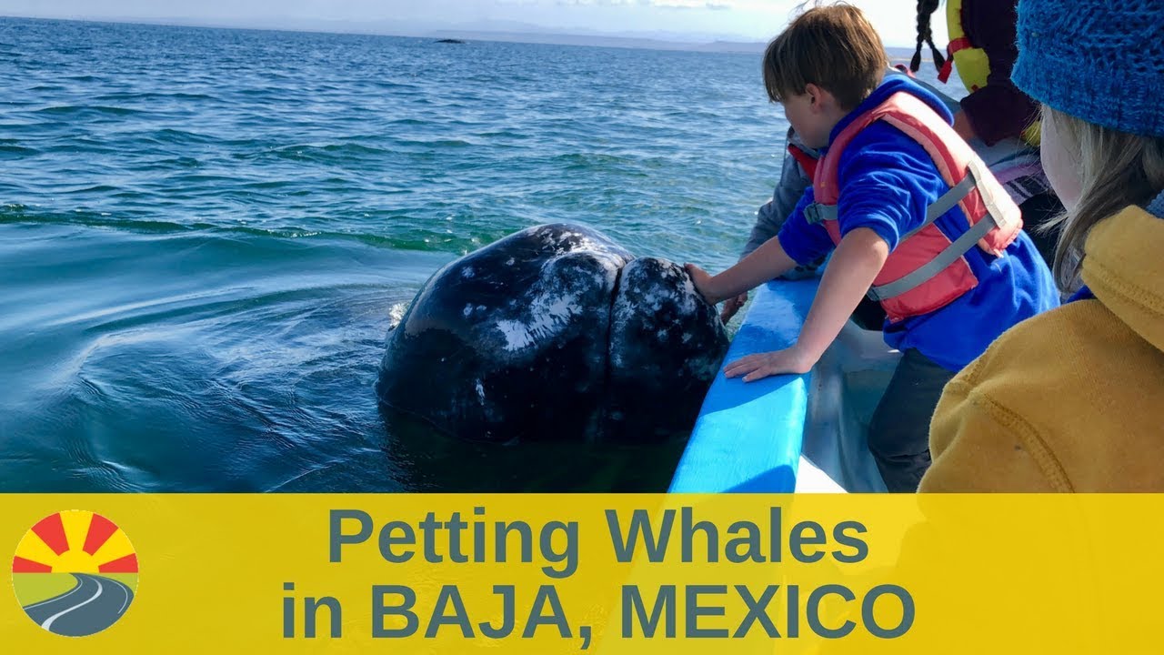 Petting and Kissing Whales in San Ignacio, Baja, Mexico