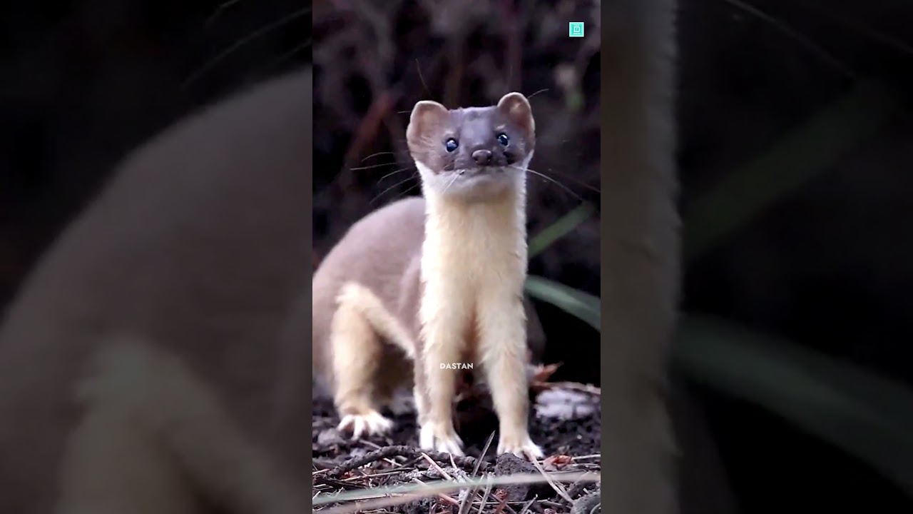 How Stoat Hypnotizes Rabbit