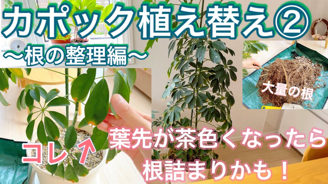 【観葉植物】カポック植え替え②  葉先が茶色くなったら根詰まりかも！　鉢の大きさを変えずに植え替える