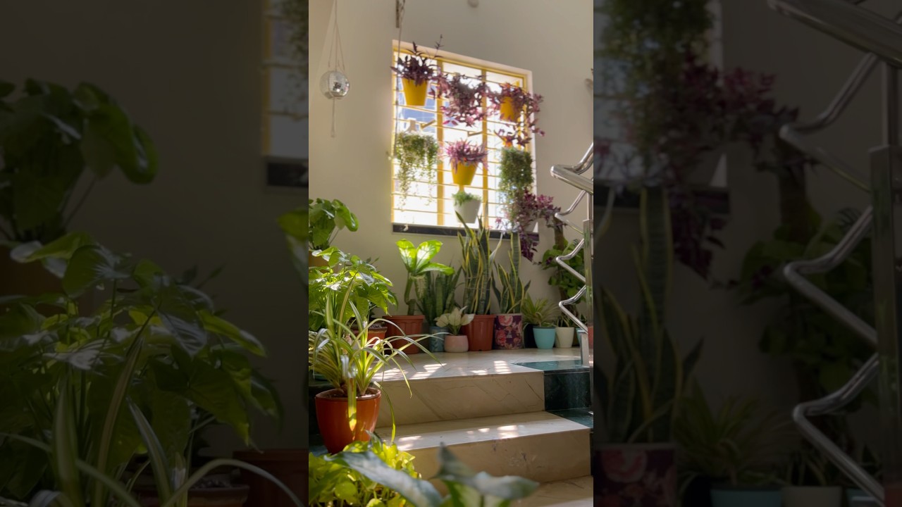 Top indoor plants for home 🏡 #ashortaday #trendingshorts