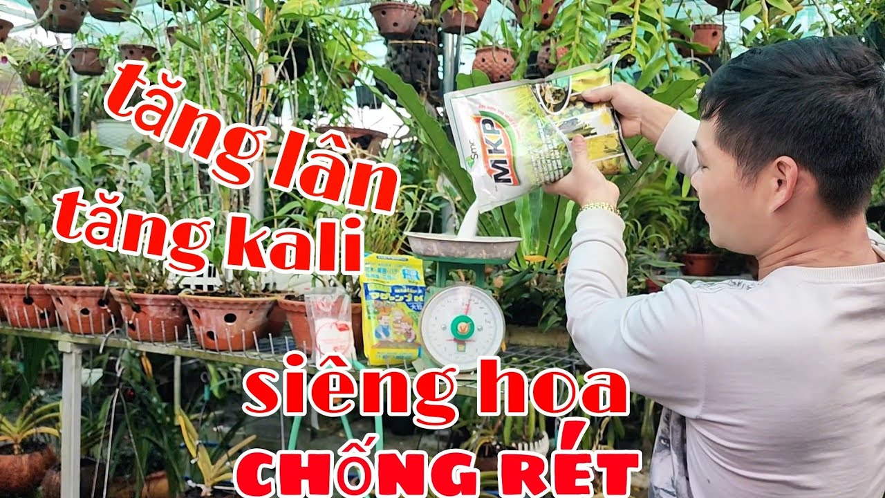 Mùa này bón phân gì cho lan siêng hoa nhất | phong lan rừng phúc vân