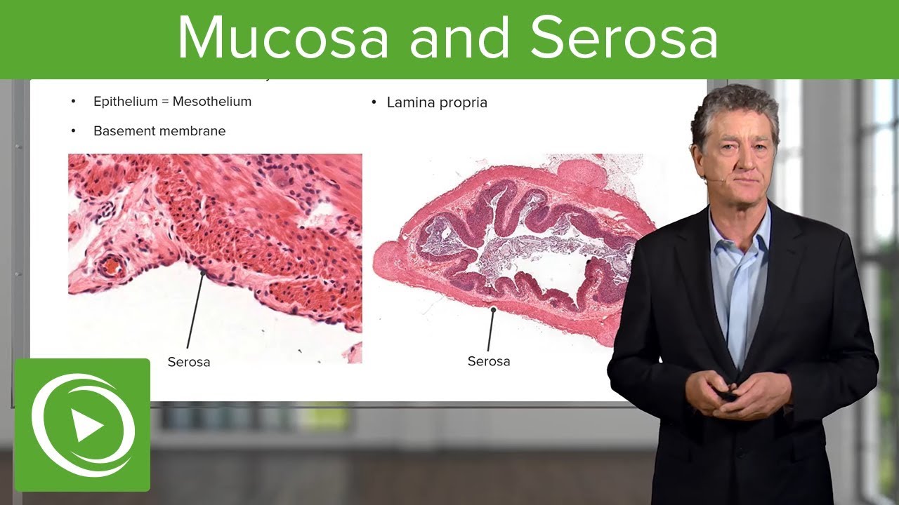 Mucosa and Serosa – Histology | Lecturio