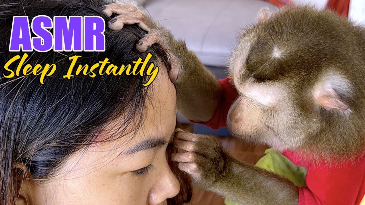 (No Talking) Monkey Grooming Human | Relaxing ASMR for Instant Sleep
