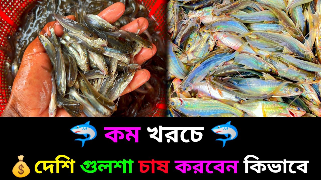লাখ টাকা আই দেশি গুলশা চাষ করে 01712791957