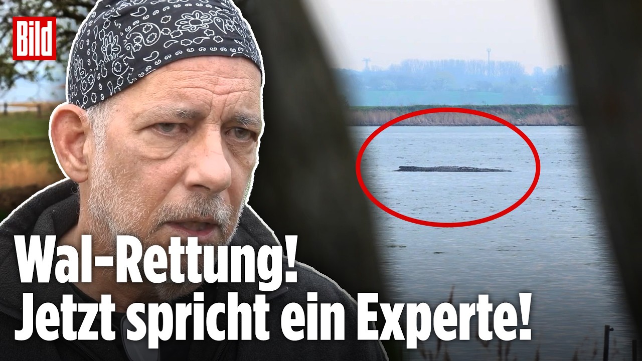 WAL DRAMA: SO wollen Experten Buckelwal Timmy ins Meer zur&uuml;ckbringen