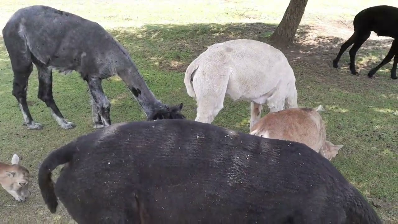 zoo pod Ľupčiansky hradom