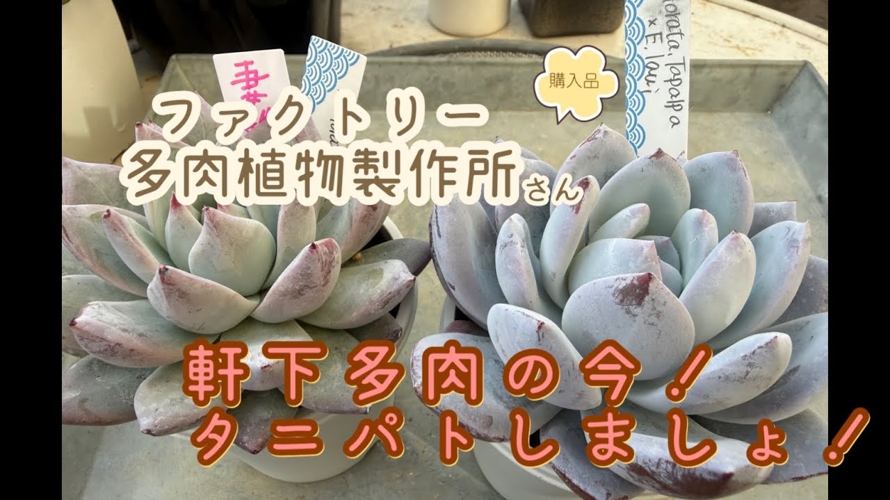 【多肉植物】THE FACTORY多肉植物製作所さんのInstagram LIVE販売会　初参加❣️後半はウチの軒下多肉ちゃん達をタニパト！