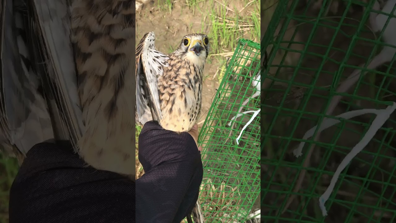 #shorts Trapping Wild Kestrel With A Bal-Chatri trap  #falconry #falcons #baychim #trapping