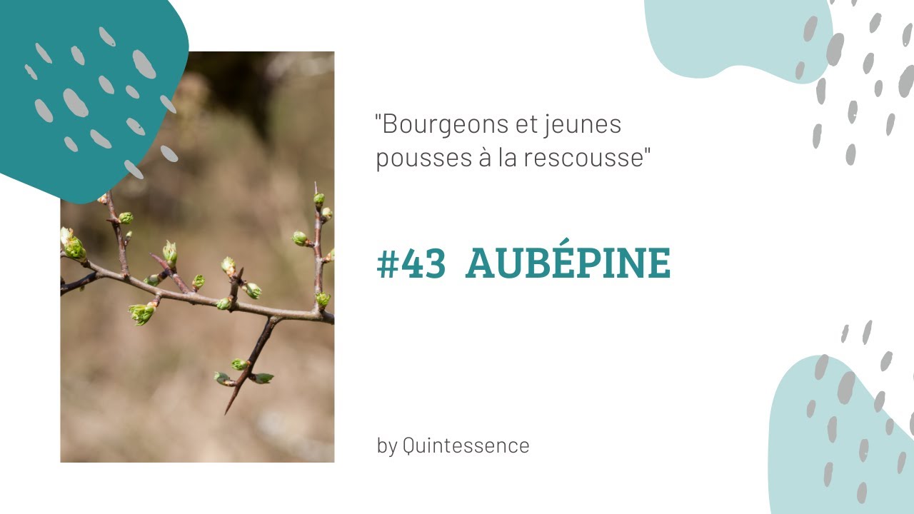 #43 Le mac&eacute;rat de bourgeons d'aub&eacute;pine : coeur, tension, infarctus, arythmie, sommeil, r&ecirc;ve...