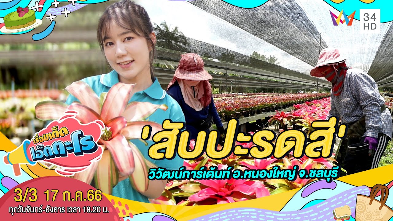 'สับปะรดสี' วิวัฒน์การ์เด้นท์ อ.หนองใหญ่ จ.ชลบุรี | เรื่องเด็ดเอ็ดตะโร | 17 ก.ค.66 (3/3)