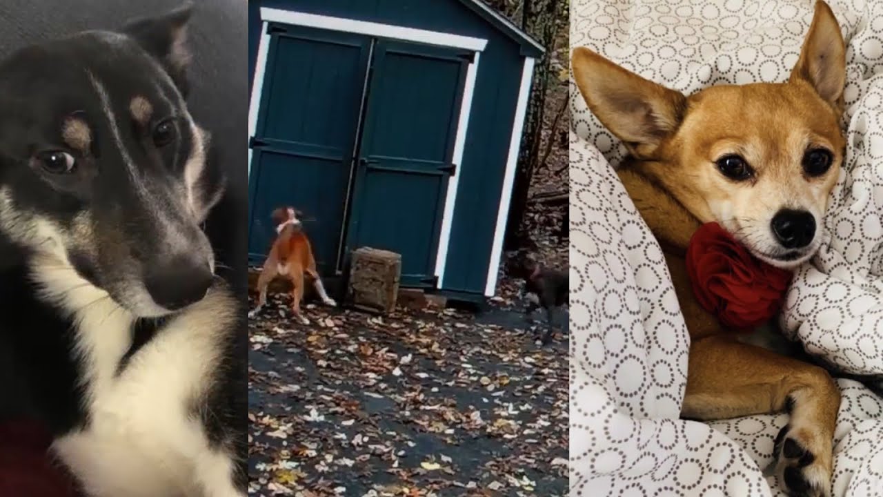 Pit Bull attacks continues, terrorizing community