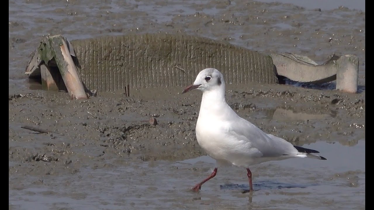 국립중앙과학관의 조류(Birds) 조사 연구 활동을 소개합니다!