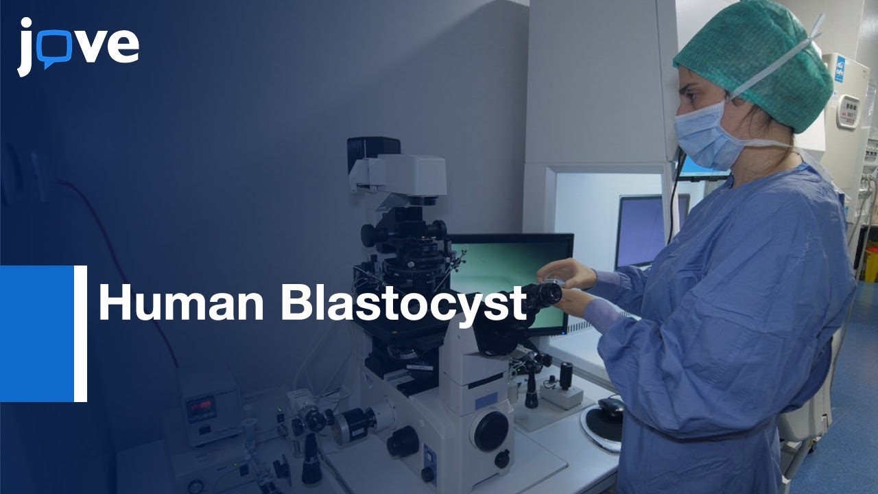 Human Blastocyst Biopsy and Vitrification | Protocol Preview