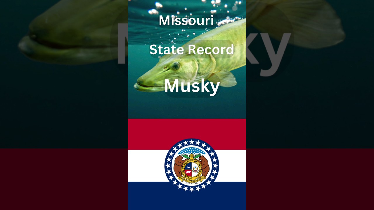 How big is the Missouri State Record Musky?