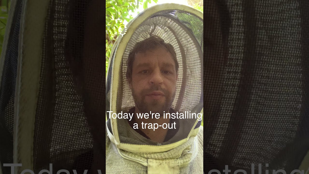 Removing bees from a tree | Hive trap-out