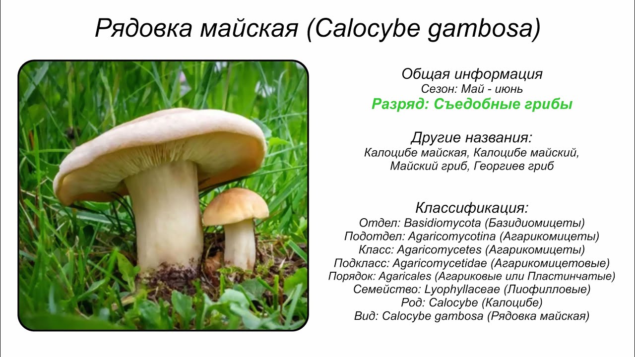 Рядовка майская (Calocybe gambosa)