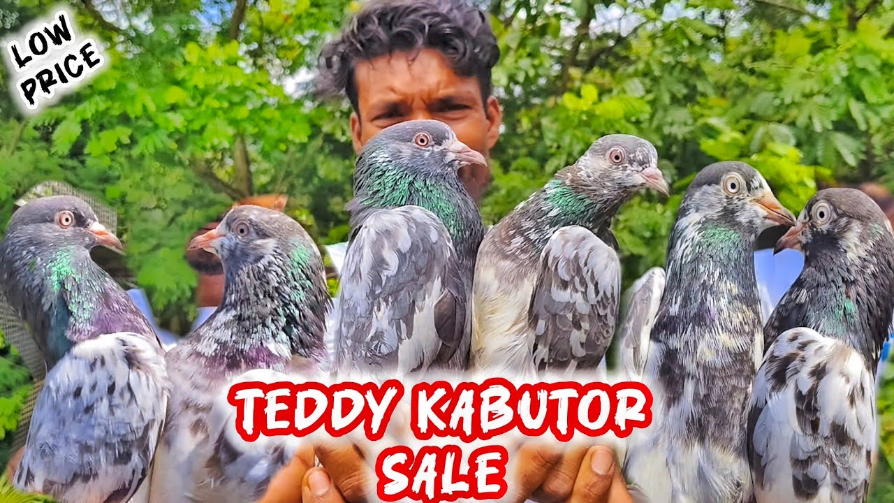 শরীফ দার টেডি কবুতর বিক্রয়।TEDDY KAMAGAR KABUTOR SALE।উড়ানের কবুতর মানেই টেডি। @pigeonsloverrj9600 
