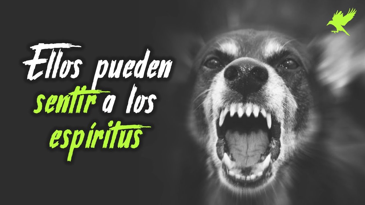 LOS PERROS SINTIERON A LOS ESPÍRITUS | Gritos en la noche