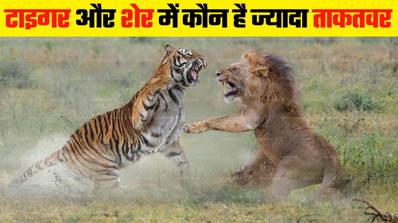 क्या होगा जब भिड़ेंगे जंगल के ये दो सबसे खूंखार शिकारी | Tiger vs Lion में कौन जीतेगा