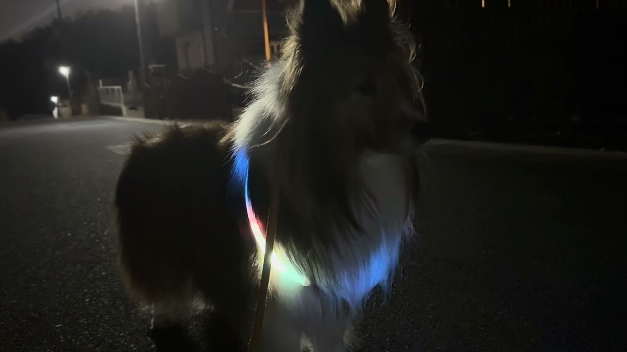 光るもふもふ