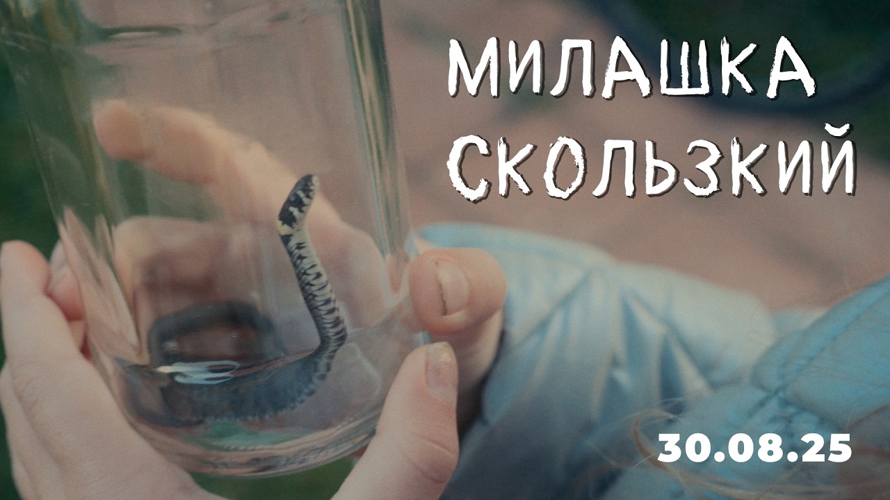 30.08.25 Милашка Скользкий
