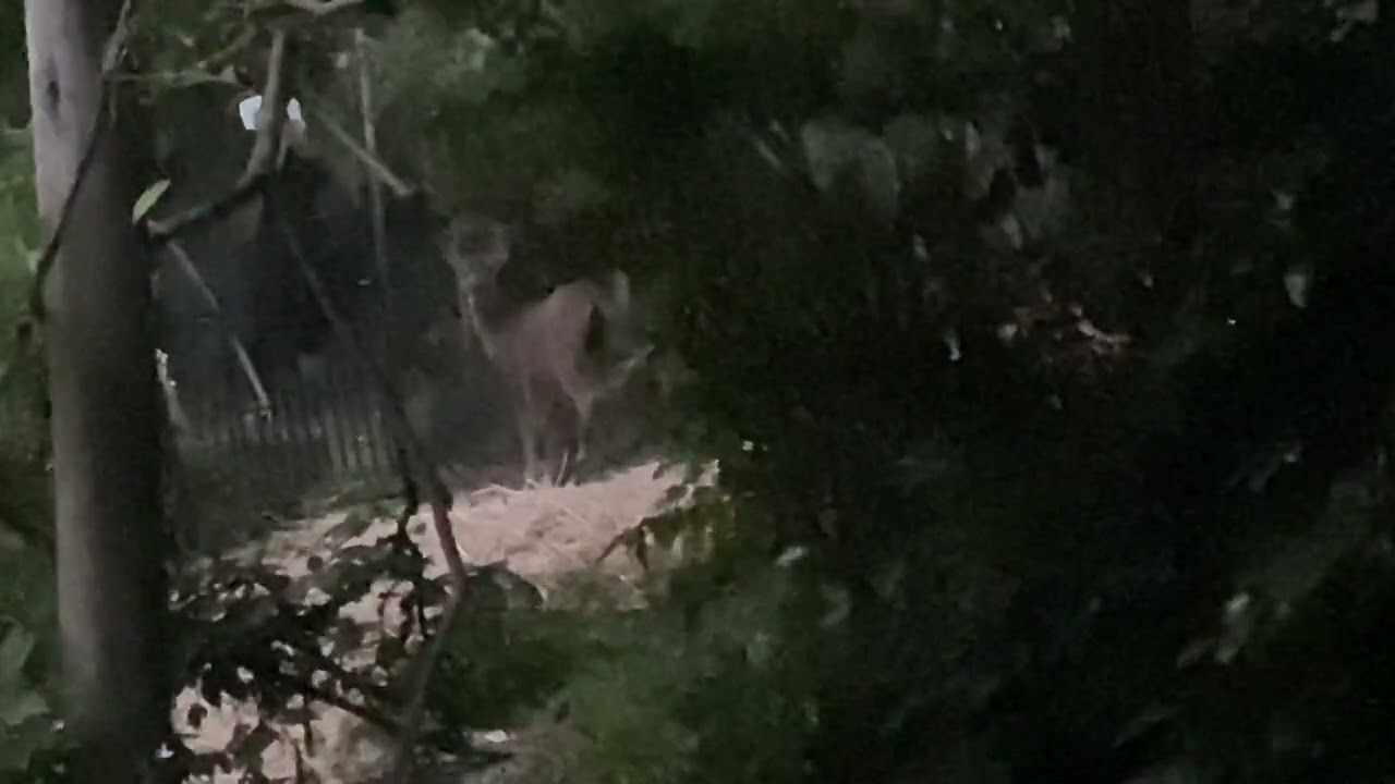 Catching Deer in my yard (A)