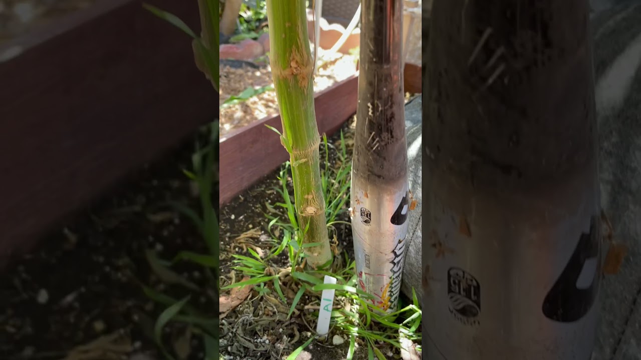 Grow big or go home Outdoor huge plants using grow more