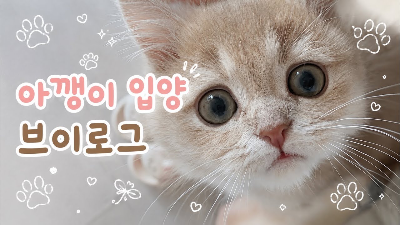 아기 고먀미 제리 입양 첫날